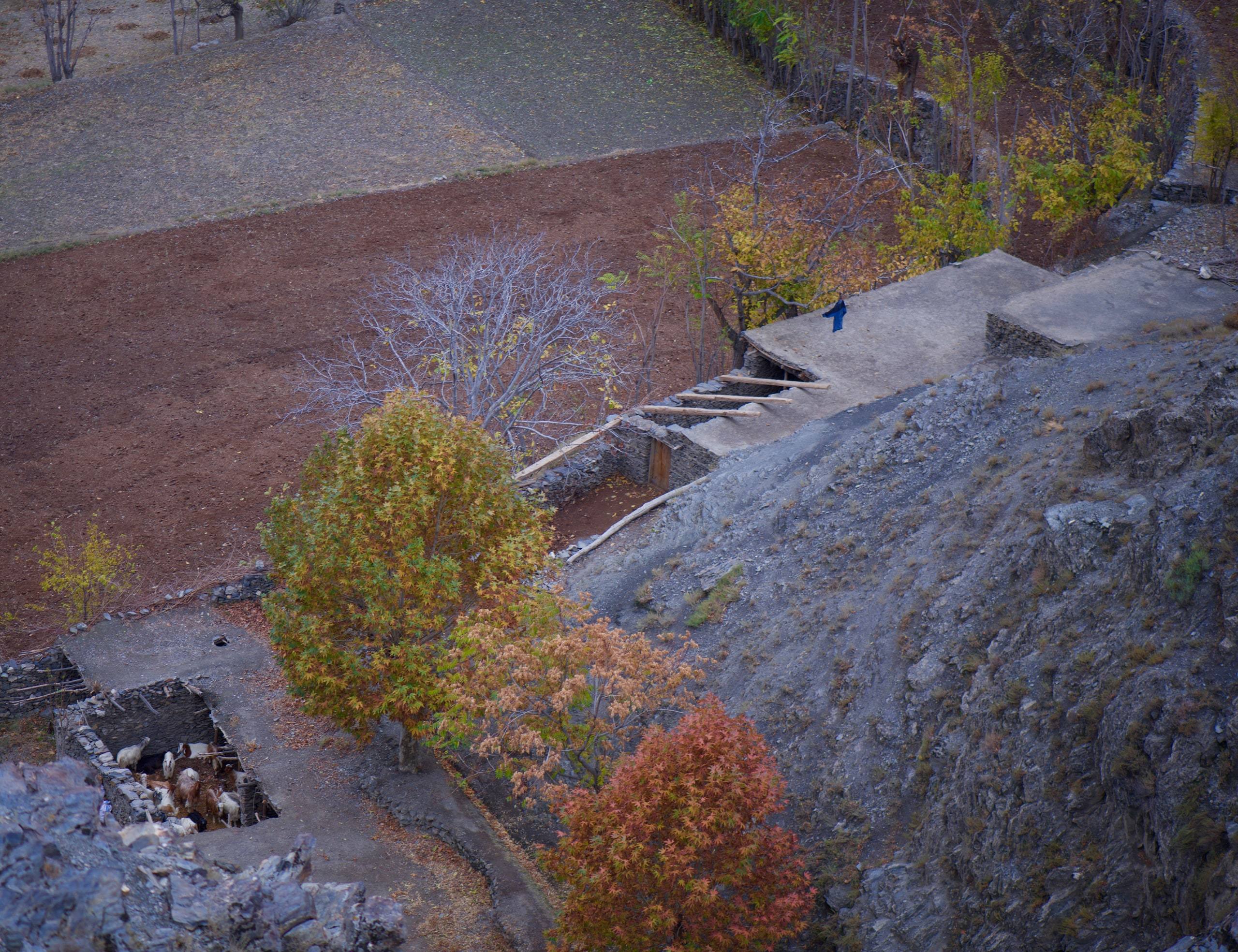 Terraced orchard and cultivated plots on the Hindu Kush valley floor in autumn