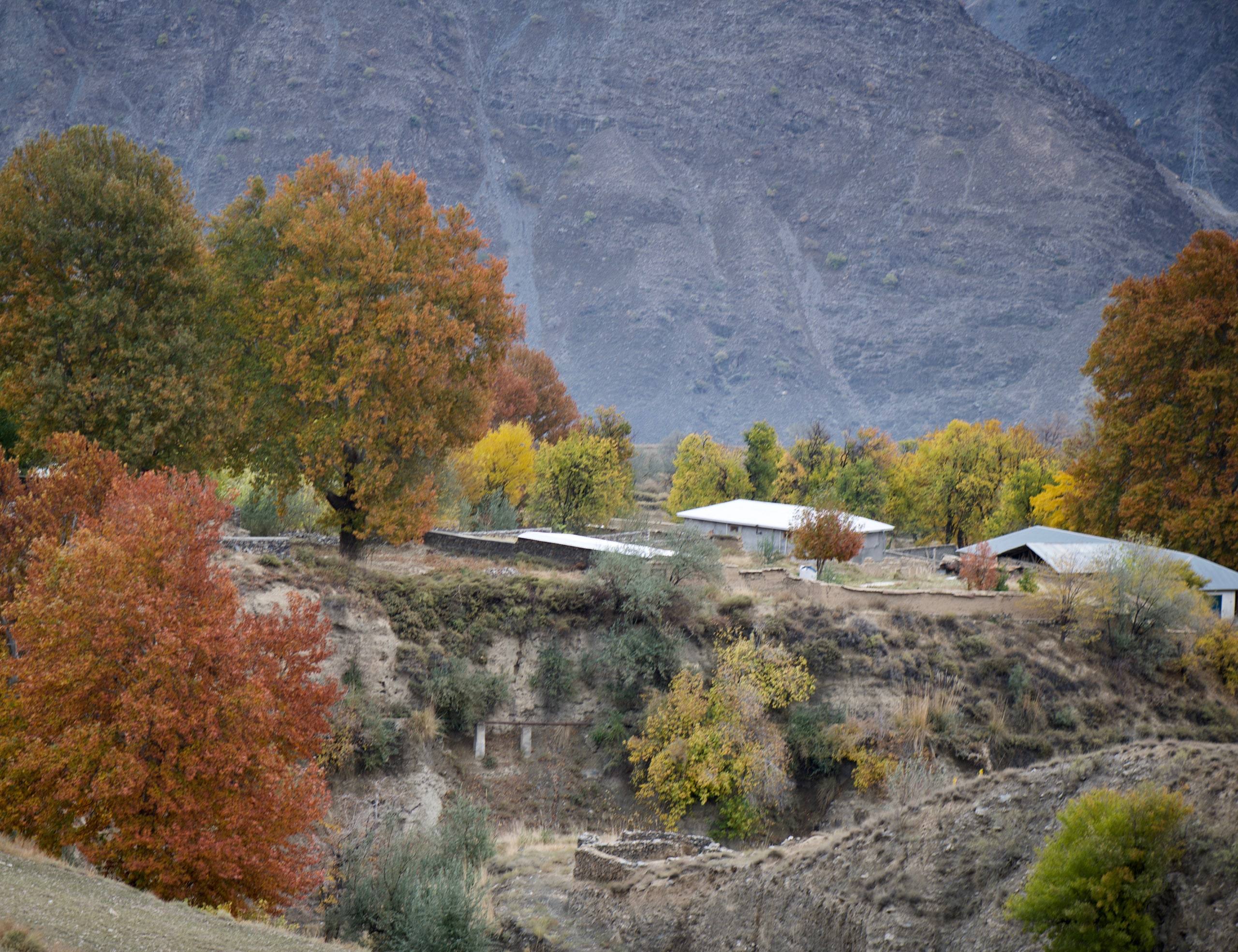 Autumn orchard in the Chitral Valley, trees turning gold against the slopes